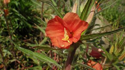 Oenothera versicolor